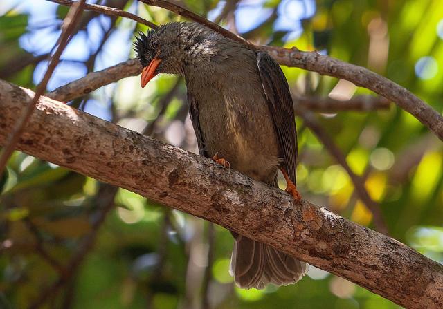 Praslin National Park and surrounding areas Important Bird Area